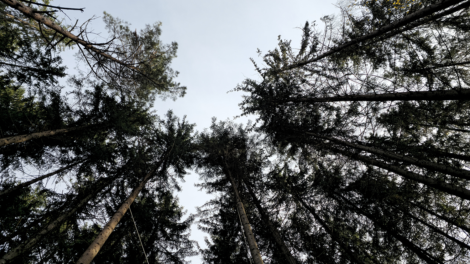 Săpânța Aventura Parc — foto 6
